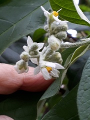 Solanum bicolor