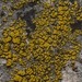 Hidden Goldspeck Lichen - Photo (c) Shaun Pogacnik, some rights reserved (CC BY-NC), uploaded by Shaun Pogacnik