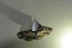 Lomographa semiclarata