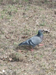 Columba livia