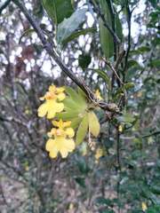 Erycina