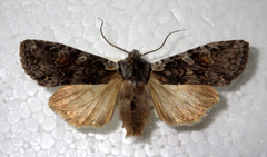 Lithophane furcifera