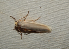 Sozusa scutellata