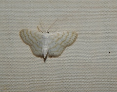 Scopula penultima