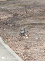 Columba livia