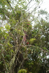 Passiflora hyacinthiflora