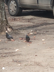 Columba livia