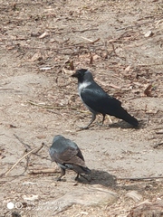 Corvus monedula