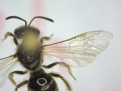 Lasioglossum
