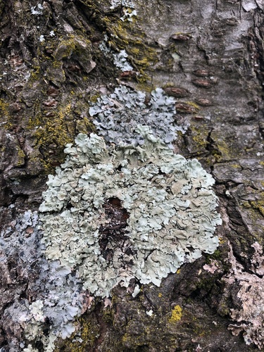 Shadow Greenshield Lichen