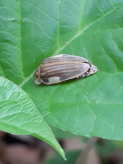 Aspisoma ignitum