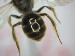 Lasioglossum