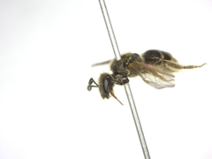 Lasioglossum