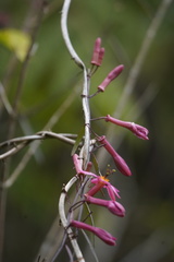Passiflora hyacinthiflora