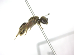 Lasioglossum