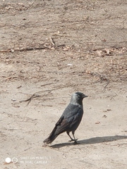 Corvus monedula