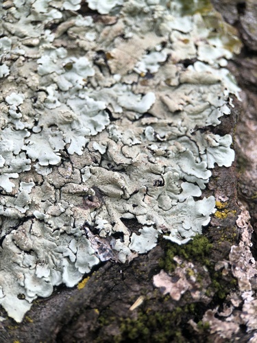 Shadow Greenshield Lichen