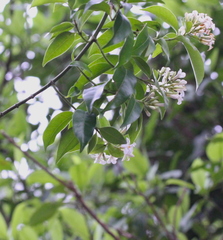 Melodinus fusiformis