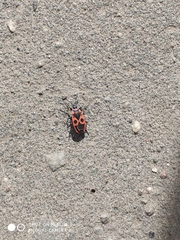 Pyrrhocoris apterus