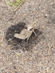 Lobosceliana