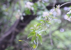 Melodinus fusiformis