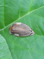 Aspisoma ignitum