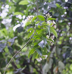 Melodinus fusiformis