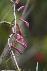 Passiflora hyacinthiflora