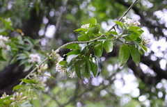 Melodinus fusiformis