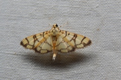 Pardomima callixantha