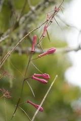 Passiflora hyacinthiflora
