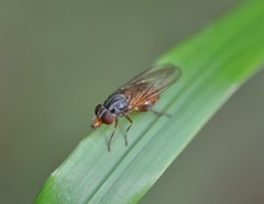 Rhingia