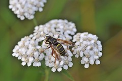 Spilomyia diophthalma
