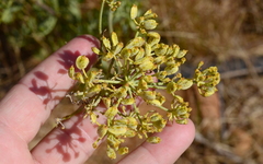 Notobubon laevigatum
