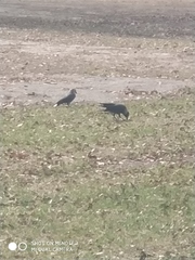 Corvus monedula
