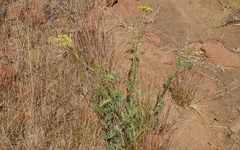 Notobubon laevigatum