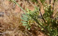 Notobubon laevigatum