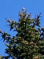 Phoenicurus phoenicurus