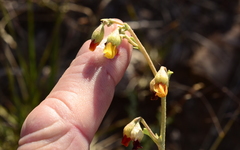 Hermannia cuneifolia
