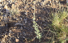 Hermannia cuneifolia