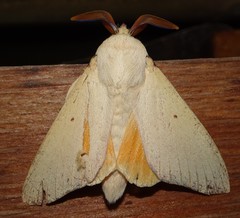 Entometa chlorosacca