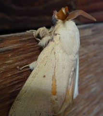 Entometa chlorosacca