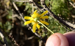 Osteospermum leptolobum