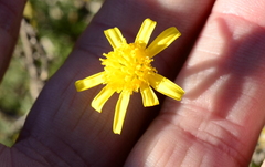 Osteospermum leptolobum