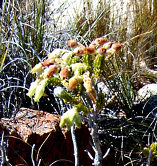 Erica flocciflora