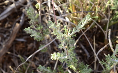 Osteospermum leptolobum