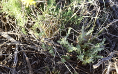 Osteospermum leptolobum
