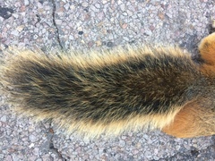 Sciurus nayaritensis