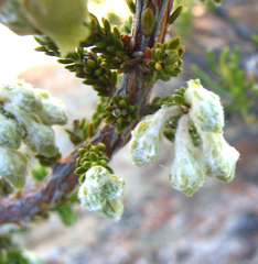 Erica flocciflora