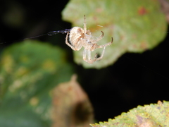 Neoscona subfusca